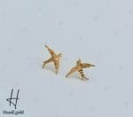 گوشواره طلای میخی با طرح پرنده (ماکان گلد) - Image 2